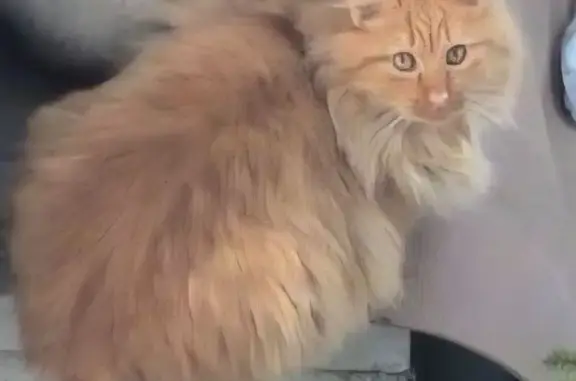 Пропал кот, Марийское, Калининградская область - рыжий, лохматый, молодой - photo