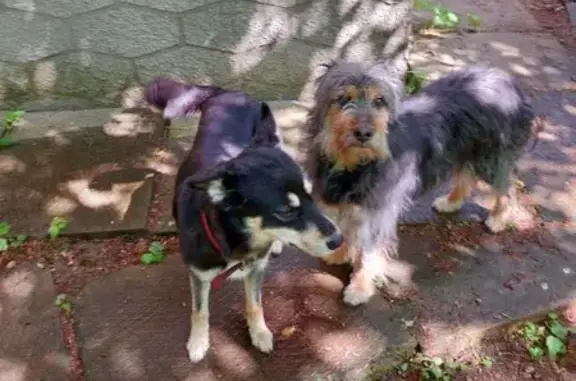 Пропала собака, женский пол, Чеховская улица, 13Б, Пушкино - photo