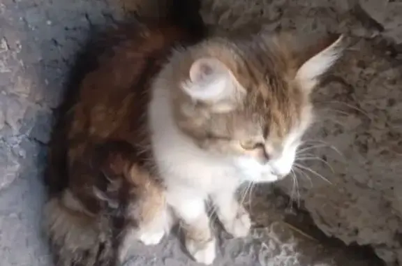 Объявления о пропавших и найденных животных, Старый Оскол, фото: Найдена кошка, Комсомольский проспект, 2/3, Старый Оскол