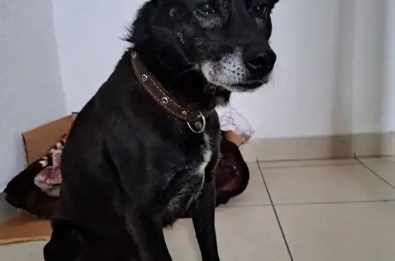 Найдена собака, Калининград, фото: Найден собака, улица Нансена, 13, Калининград - чёрного окраса, нет задней лапы