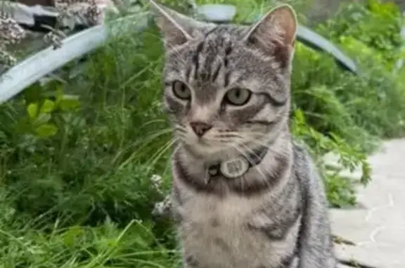 Пропал кот, 3-й Амурский переулок, 15, Новосибирск - серый полосатый метис - photo