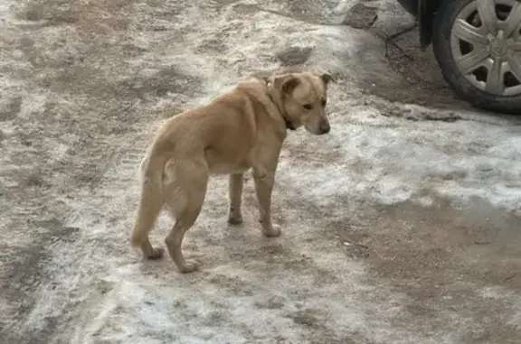 Найдена собака, Тамбов, фото: Найдена собака в ошейнике, улица Фридриха Энгельса, 27, Тамбов