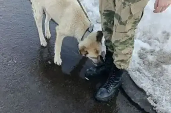 Пропал собака, 6, Троицк - особые приметы кисточка на хвосте - photo