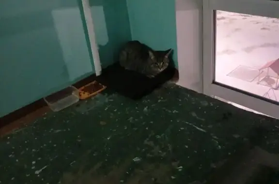 Объявления о пропавших и найденных животных, Усолье-Сибирское, фото: Найдена кошка, улица Луначарского, 37, Усолье-Сибирское - похож на сибирскую