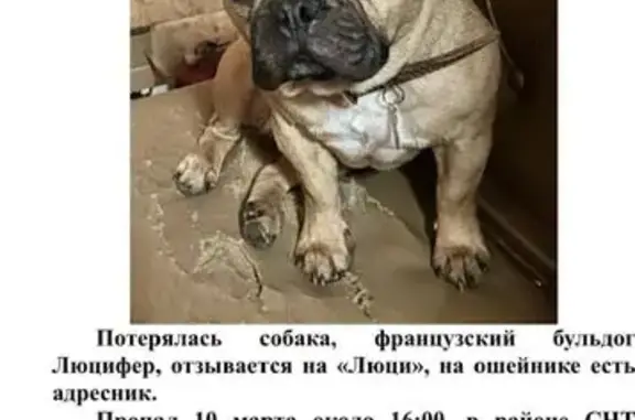 Пропал собака, мужской, Белоусово, Калужская область - photo