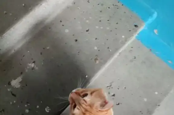 Найдена кошка, Омск, фото: Найдена кошка, улица Завертяева, Омск - рыжая с хвостиком как у льва