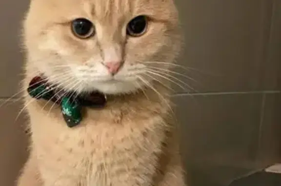 Пропал кот, улица Филиппа Лукина, 3, Чебоксары - молочно-рыжий, 5 лет - photo