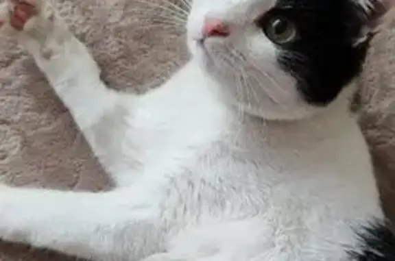 Пропал кот, 9-я Северная улица, 19 к2, Павлово - черно-белый окрас - photo