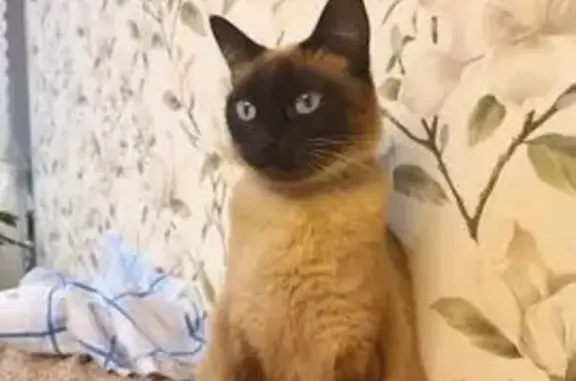 Объявления о пропавших и найденных животных, Переславль-Залесский, фото: Пропала кошка, Новая улица, 1, Переславль-Залесский - сиамская с серым ошейником