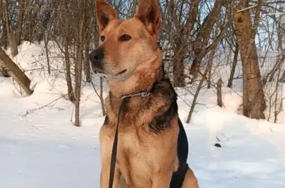 Найдена собака, Большие Карачуры, фото: Найдена собака, Большие Карачуры, Чувашия - девочка знает команды