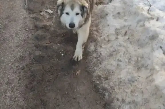 Найдена собака, Фосфоритный, фото: Найден собака, улица Зайцева, 69, Фосфоритный - ласковый, не боится машин