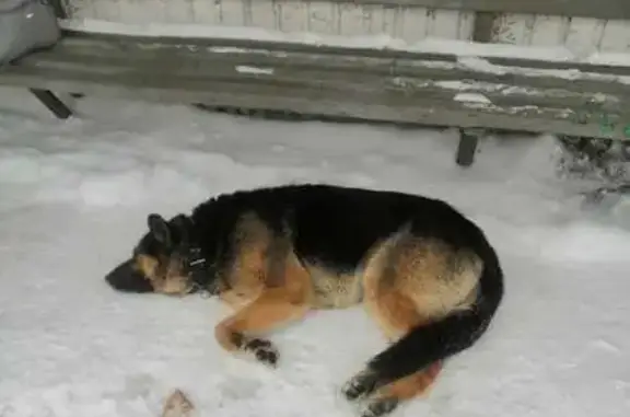 Найдена собака, Кемерово, фото: Найдена собака, Красноармейская улица, 95, Кемерово