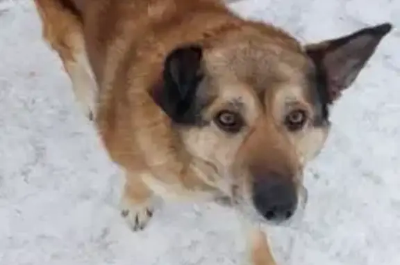 Найдена собака, Нагорное, фото: Найден собака, СНТ Кавелино 1 и СНТ Заречье, Нагорное - пугливый, но дружелюбный