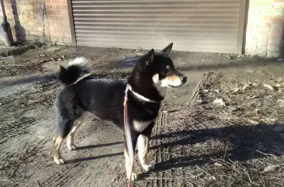 Пропала собака, Белорусская улица, 115А/38, Ростов-на-Дону - черно-подпалый окрас - photo