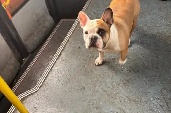 Найдена собака, Нижний Новгород, фото: Найден собака, проспект Бусыгина, Нижний Новгород - бегал по маршрутке 81