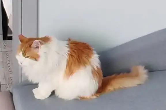 Пропал кот, Центральный проспект, Зеленоград - рыжий с белым - photo