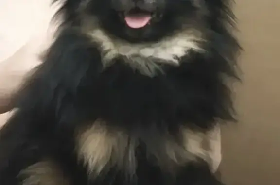 Пропала собака, Провиантская улица, 16, Саратов - немецкий шпиц, чёрный с рыжим подпалом - photo