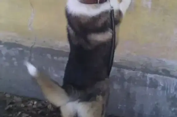 Пропал собака, 140, Владимирово - убежал за сучкой - photo