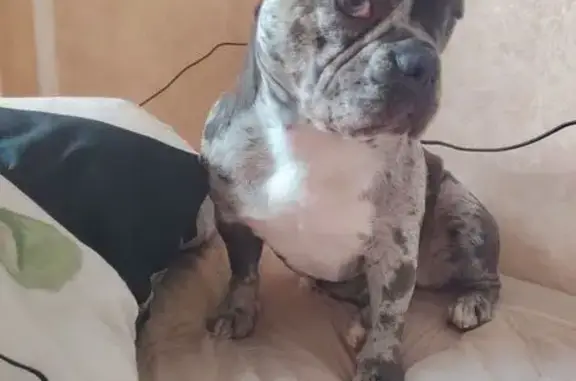 Пропала собака, Севастополь - голубой мраморный окрас и постоянно высунутый язык - photo