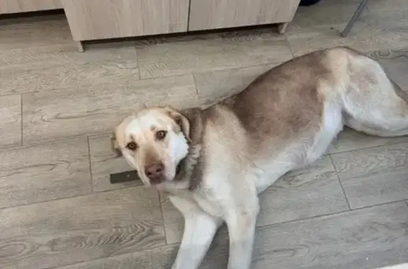 Найдена собака, Челябинск, фото: Найдена собака, женский пол, улица Университетская Набережная, 59, Челябинск