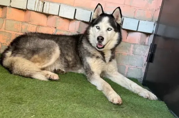 Найдена собака, Саратов, фото: Найден собака, улица Орджоникидзе, Саратов - крупный взрослый хаски