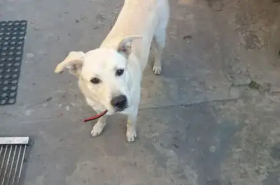 Найдена собака, Краснодар, фото: Найдена собака, улица Калинина, 354, Краснодар - светлая дворняжка с красным ошейником