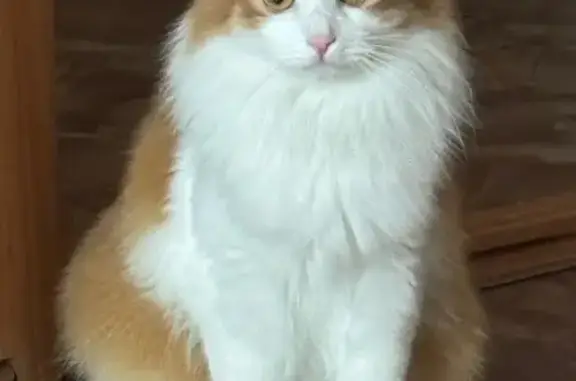 Пропал кот, улица Орджоникидзе, 10, Киров - рыжий с белым, боится чужих людей - photo