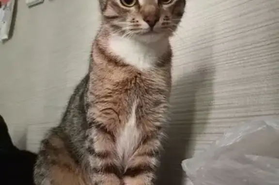 Пропала кошка, улица Танкиста Хрустицкого, 72, Санкт-Петербург - серая как скумбрия - photo