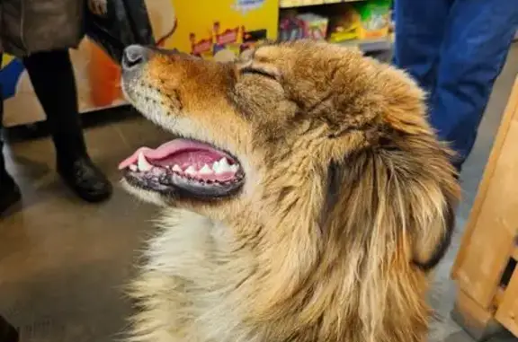 Найдена собака, Челябинск, фото: Найдена собака, улица Игуменка, 22, Челябинск - рыжая, красивая, умная