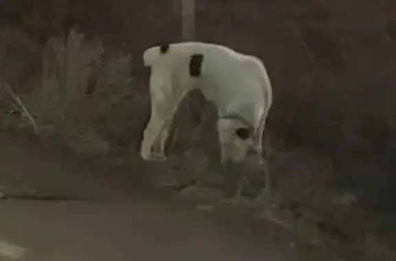 Найдена собака, Волгоград, фото: Найден собака, Казахская улица, Волгоград - белый алабай с тёмными пятнами