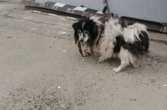 Найден собака, мужской, Михайловск, Ставропольский край - возрастной, в ужасном состоянии - photo