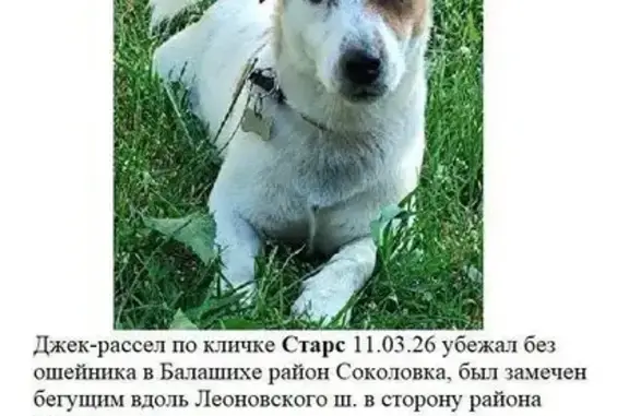 Пропал собака, Ольховая улица, 2Б, Балашиха - откликается на кличку Старс - photo