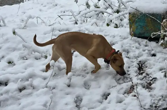 Пропала собака, женский пол, улица Чехова, 388, Новосибирск - photo