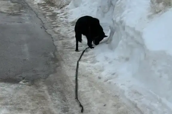 Объявления о пропавших и найденных животных, Нижний Новгород, фото: Найден собака, мужской, Планетная улица, 10, Нижний Новгород