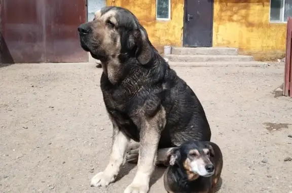 Пропал собака, Ивановская улица, Чита - очень крупный и спокойный - photo