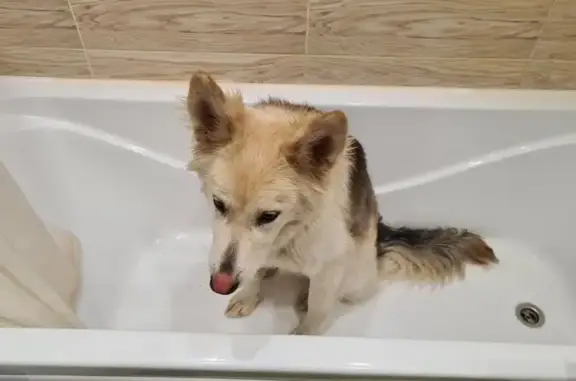 Найдена собака, Новосибирск, фото: Найден собака, мужской, Экваторная улица, 2А, Новосибирск - шрам под правым нижним веком