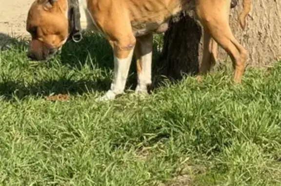 Найдена собака, Краснодар, фото: Найден собака, мужской, Дачная улица, 1, Краснодар - очень худой и растерян