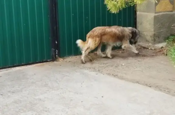 Пропал собака, улица Ленина, 12А, Элиста - рыжего цвета - photo