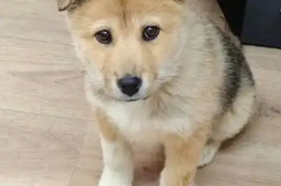 Найдена собака, Богородск, фото: Найден собака, мужской, Центральный переулок, Богородск