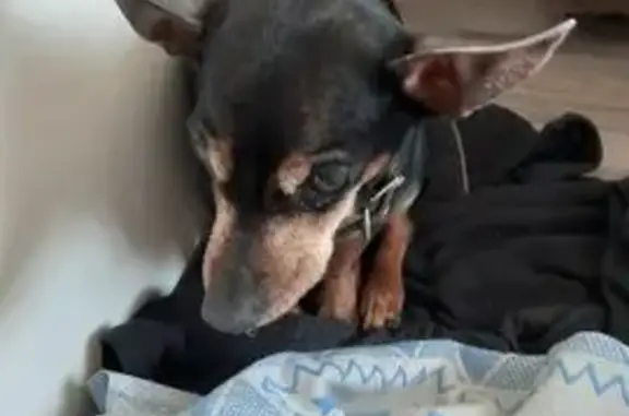 Найдена собака, Екатеринбург, фото: Найдена собака, женский пол, улица Викулова, 35/1, Екатеринбург - в кожаном коричневом ошейнике