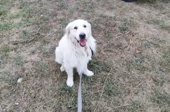 Пропал собака, Михайловск, Ставропольский край - белый с серым ошейником - photo