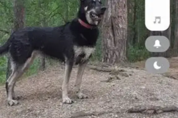 Объявления о пропавших и найденных животных, Екатеринбург, фото: Пропала собака, женский пол, улица Щорса, 29, Екатеринбург - черно-белая овчарка с белым пятном на груди