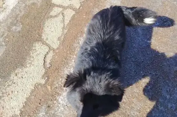 Найденные животные Улан-Удэ, фото: Найдена собака, Угловая улица, 15, Улан-Удэ