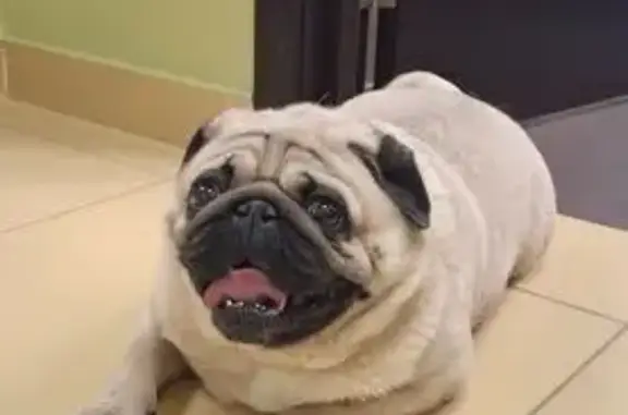 Найдена собака, Москва, фото: Найден собака, улица Бутлерова, 17, Москва - крупный и добрый мопс