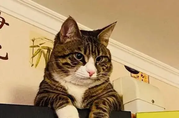 Пропал кот, Никитское, Московская область - левое ухо драное - photo