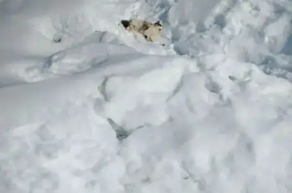 Найдена кошка, Семёновка, фото: Найден кошка с открытым переломом задней лапы, Семёновка, Марий Эл