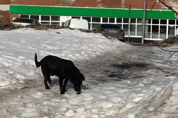 Объявления о пропавших и найденных животных, Москва, фото: Найден собака, мужской, улица Архитектора Власова, 8, Москва - чёрный лабрадор