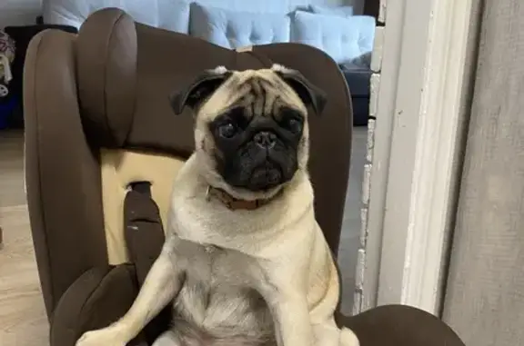 Собаки потеряшки, Вологда, фото: Потеряшка собака, женский пол, Костромская улица, Вологда