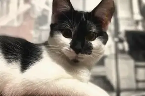 Пропала кошка, бульвар Степана Эрьзи, 17, Саранск - черно-белая, 2 года - photo