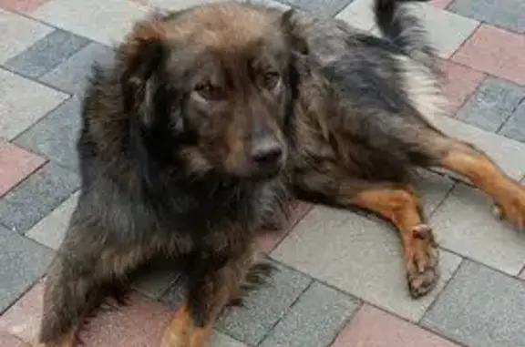 Найдена собака, Шпаковский район, фото: Найдена собака Мальчик, Шпаковский район (rf1153447)